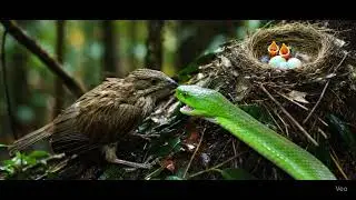 Snake Attacks Bird&rsquo;s Nest | Incredible Wildlife Footage of Predator vs Prey in Nature