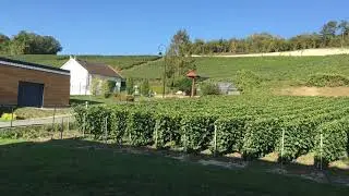 Vineyards at Vandeuil