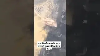 वाडा, तिळशे तलावातील तुकडा मासा जो फक्त महाशिवरात्रीलाच दिसतो.