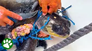 Fishermen Saves Entangled Turtle From Choking