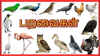 பறவைகளின் பெயர்கள் | Birds Name in Tamil | Tamil Learning Video for Kids | JP&rsquo;S Fun World
