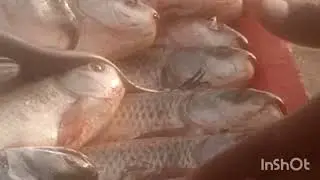 Amazing Cutting Skills | Big Rohu Fish Cutting Skills In Fish Market Pakistan || Fish cutting