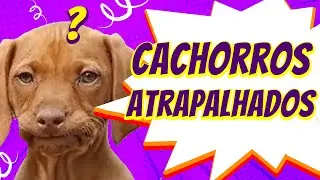 Compilado Cachorros Atrapalhados #humor #fyp #paravoce #dogs #cachorros #viral #sillydogs