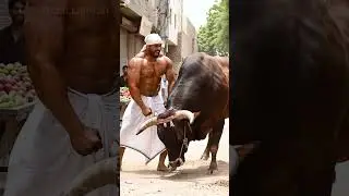 Bull VS Bodybuilder: Epic Clash#Bullvsman #fullfight #airealism #wildbull