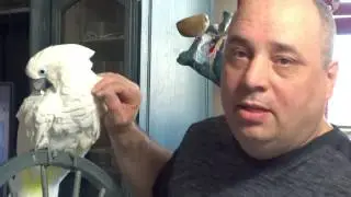 Comment &eacute;lever un cacato&egrave;s ? - How to raise a cockatoo?