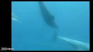 dolphinvideo