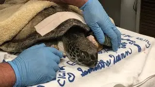 Green Sea Turtle Rescued After Getting Entangled in Fishing Line