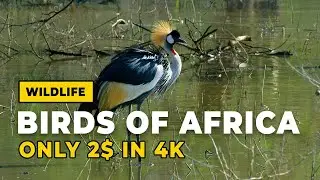 Birds of Africa | African Wildlife | 4K Safari Stock Footage.