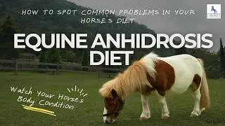 Equine Anhidrosis Diet Explained Clearly