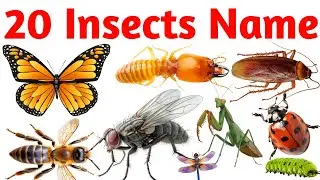 20 Insects Names in English | Fun Learning Video for Kids with Bugs and Creepy Crawlies 🐞