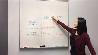 Nervous System Terminology