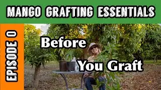Mango Grafting Essentials | Episode 0: Before You Graft