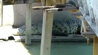 Yai, the World's Largest Crocodile | Thailand Video