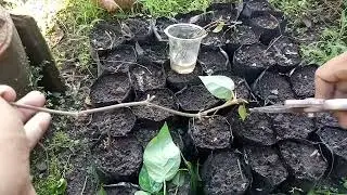 cara penanaman stek cabe jamu 3 ruas prat3