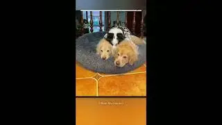 True friendship #shorts #story #dogs #canonyt #factomato #factsinhindi #friendship