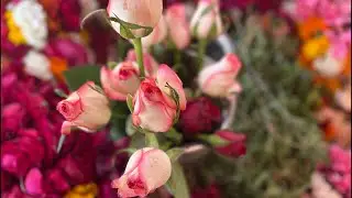 💓14 Feb 2026 Valentine In 🦚 Vrindavan Dham #livestream #ytindia #vrindavan #loves #beauty