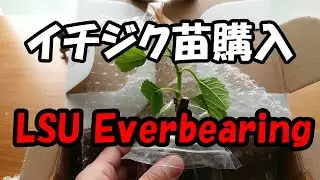 イチジク苗　LSUエバービーリングを購入しました