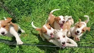 Leapin' Lemon Beagle puppies!!