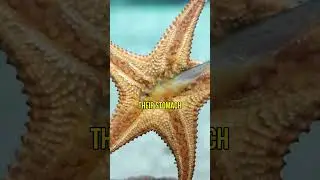 STARFISH: Discover the Shocking Truth About their Digestion 😮