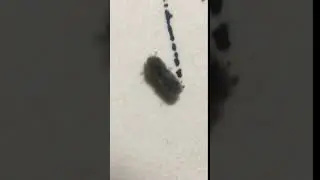 Orthotomicus sp. (possibly O. latidens) Engraver Beetle