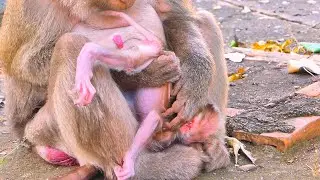 First moments of motherhood&mdash;Monkey Roza attentively checking her newborn baby.