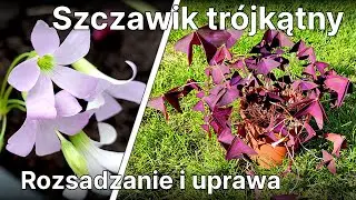 Szczawik trójkątny - Jak rozsadzać i pielęgnować oxalis triangularis? - Ogród 53