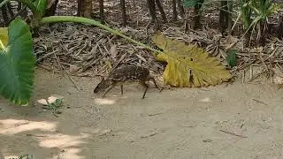 Indian spotted chevrotain