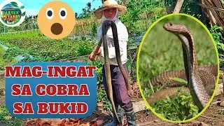MAG-INGAT SA COBRA SA BUKID