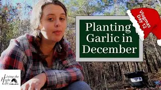 PLANTING GARLIC IN DECEMBER. Planting Garlic in South Carolina Zone 8. Vlogmas Day 12