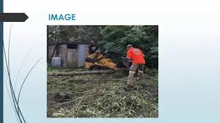 Best Tree Services in Leconfield