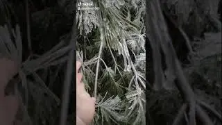 Frozen pine trees