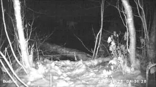 Kispiox wolves trail cam 2013