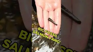Huge Fang From A Cretaceous Aged Fish! Finding Fossils in New Jersey Creeks! #fossils #fossilhunting