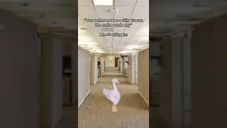 Silly Goose #memes #geese #funny #shorts #work