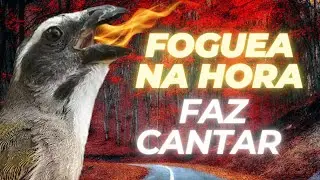 FAÇA O TESTE 🔥🟢 FOGUEA ESQUENTAR TRINCA FERRO RÁPIDO FAZ CANTAR ESTIMULANTE
