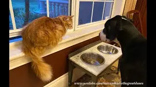 Funny Cat Enjoys Watching Great Danes Dine