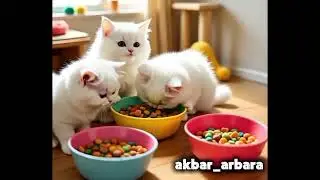 Time to eat.... #trending #shorts #cat #fyp #funny 