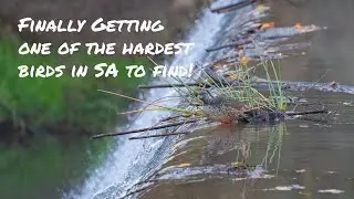 In search of the Pel's Fishing owl: Ep 1 Soutpansberg revisited  - African Finfoot & other specials