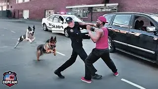 MOST CRAZY Police Dog Chase of All Time! Don't Ever Run From a Police Dog