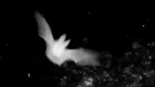 Townsend's Big-eared Bat