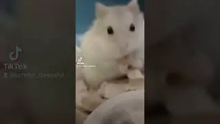 Hamster preparing for winter🐭🛖❄️