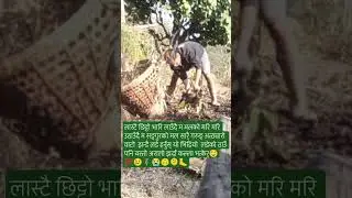 gaibastuko  gobar mal/ how to use cow dung to the plants/गाइवस्तुको गोबर मलले खेतिपात फसटाउने तरिका