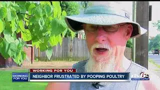 Indy man upset neighbor's chickens are destroying his yard