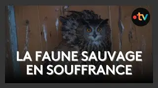 La faune sauvage en souffrance