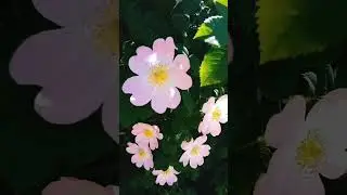 flores de rosa mosqueta нежные цветы шиповника rosehip flowers #flores #flowers