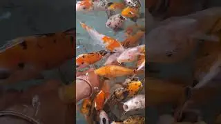 🐟 🐠 #fishmassage