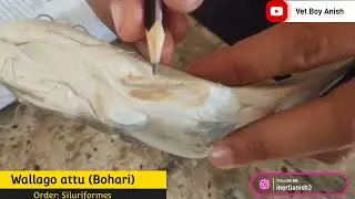 Bohari Machha | Wallago attu | Order: Siluriformes #vet