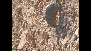 This Tortoise needs an altar on Filothei Hill