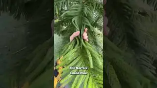 This tree gives ASMR vibes. Amazing texture! #trees #plants #soft ￼