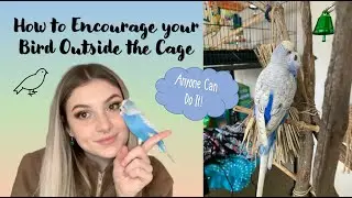 How To Get Your Bird Outside Their Cage | Budgie Tips & Tricks